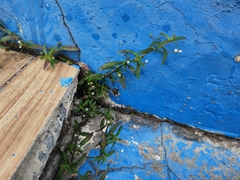 Oldenlandia corymbosa
