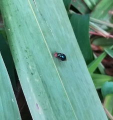Celyphidae