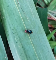 Celyphidae