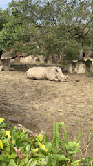 Ceratotherium simum