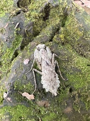 Theopompa ophthalmica