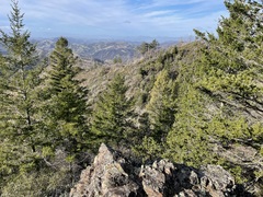 Pseudotsuga menziesii