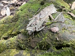 Theopompa ophthalmica