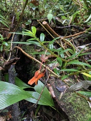 Columnea