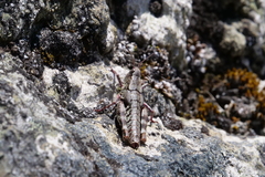 Sigaus australis