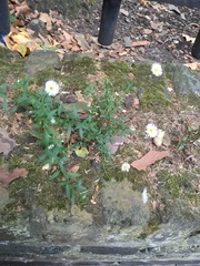 Erigeron