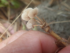 Paramarasmius mesosporus