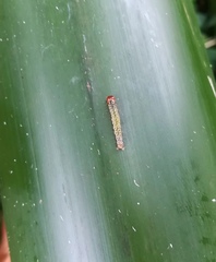 Lepidoptera