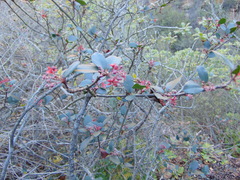 Ribes viburnifolium