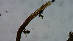 Oscillatoriales