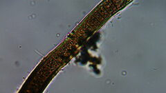 Oscillatoriales