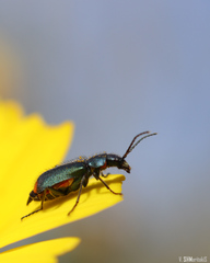 Clanoptilus spinipennis