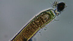 Oscillatoriales