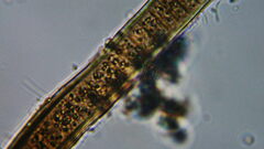 Oscillatoriales