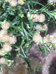 Erigeron