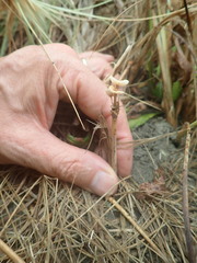 Paramarasmius mesosporus