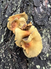 Pholiota spumosa