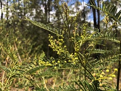 Acacia loroloba