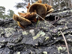 Pholiota spumosa