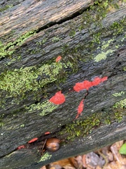 Tulasnella aurantiaca