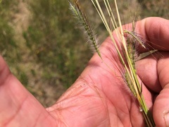 Dichanthium sericeum