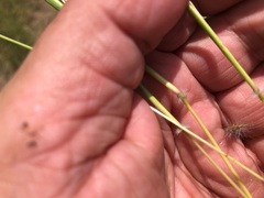 Dichanthium sericeum