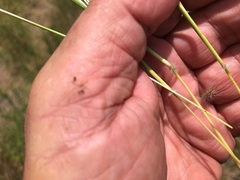 Dichanthium sericeum