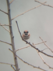 Aegithalos concinnus