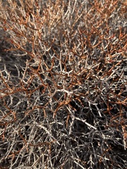 Eriogonum heermannii