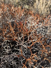 Eriogonum heermannii