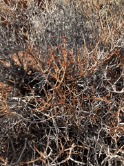 Eriogonum heermannii