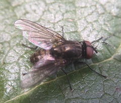 Muscoidea
