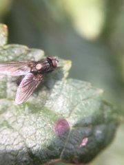 Muscoidea