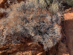Eriogonum heermannii