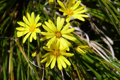 Dolichoglottis lyallii
