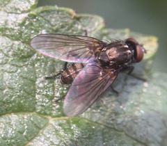 Muscoidea
