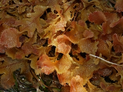 Thuretia quercifolia