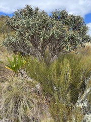 Olearia lacunosa
