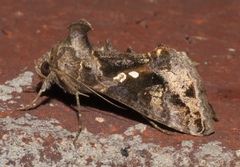 Chrysodeixis includens