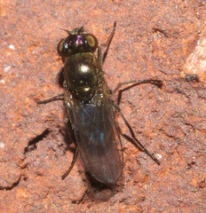 Setacera