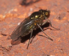 Setacera