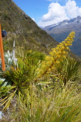 Aciphylla horrida
