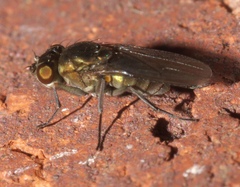 Setacera