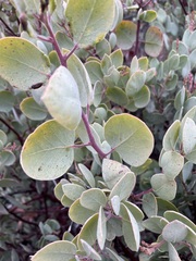 Arctostaphylos viscida pulchella