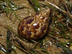 Phasianella australis