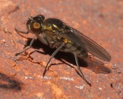 Setacera