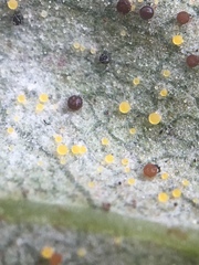 Phyllactinia fraxini