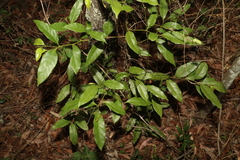 Cryptocarya