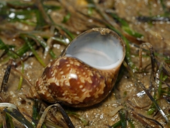 Phasianella australis