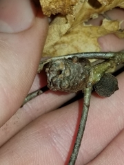 Neuroterus quercusbatatus